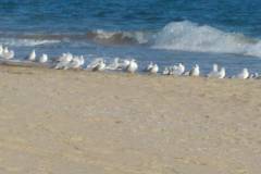 Ravda beach, birds