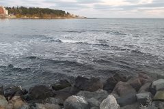 Ravda beach, birds 3